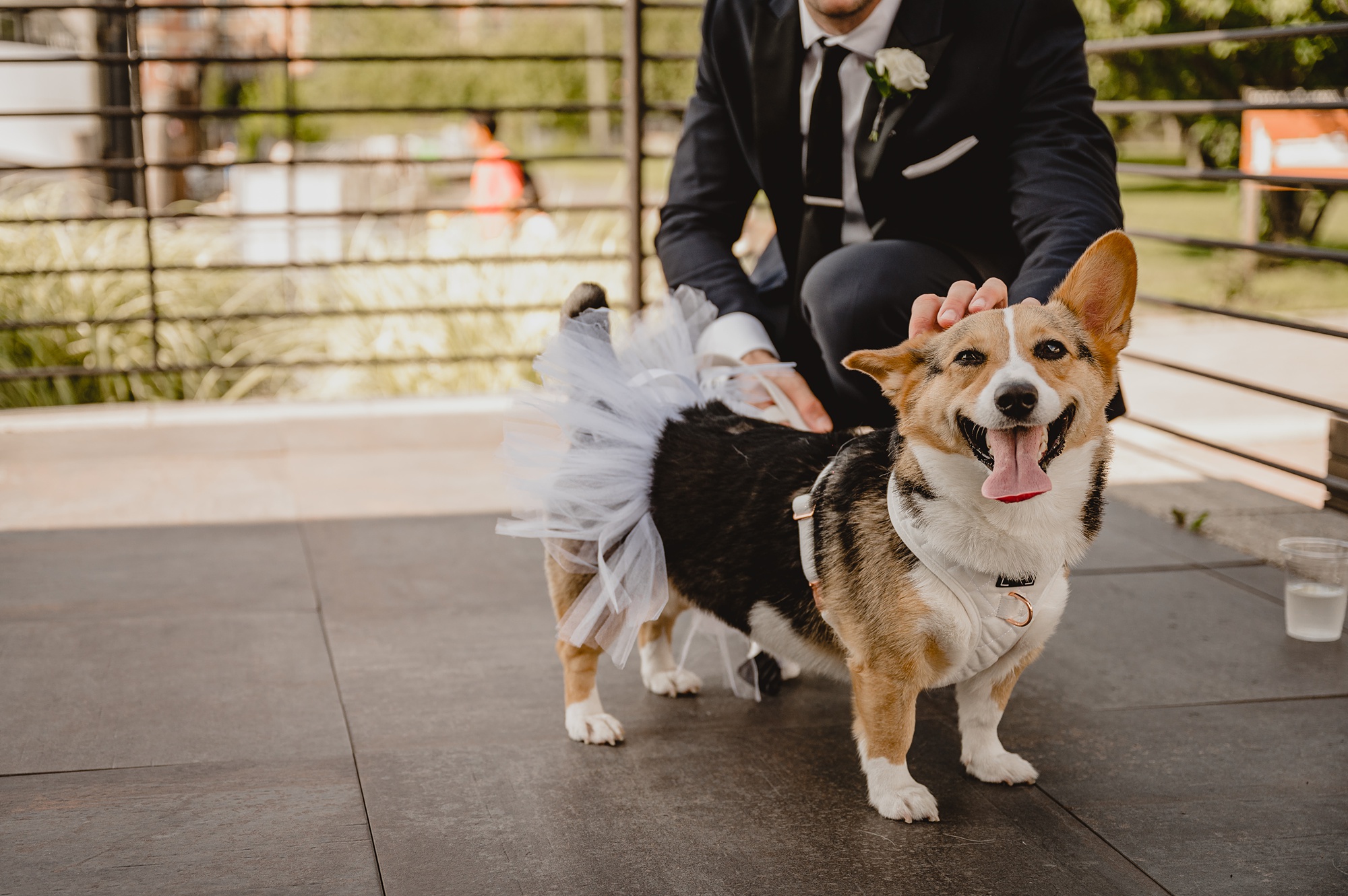 dog wears tutu on patio of the Liberty House