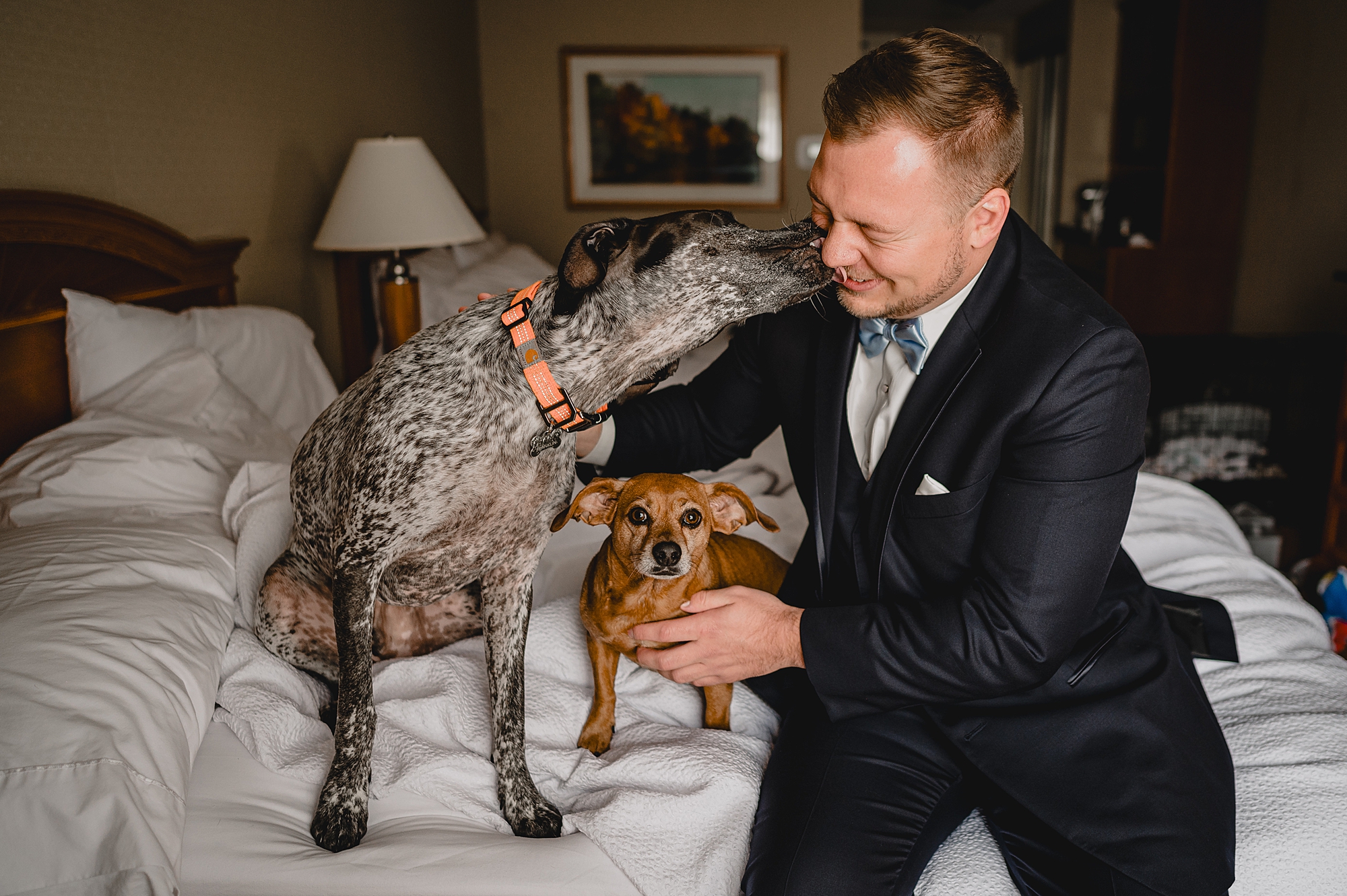 groom pets two dogs on bed during prep for wedding