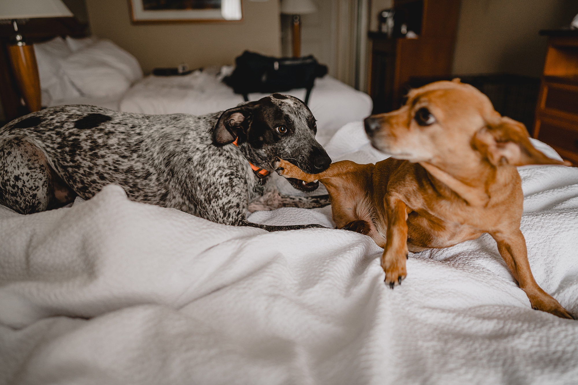 two dogs lay on bed while groom prepares