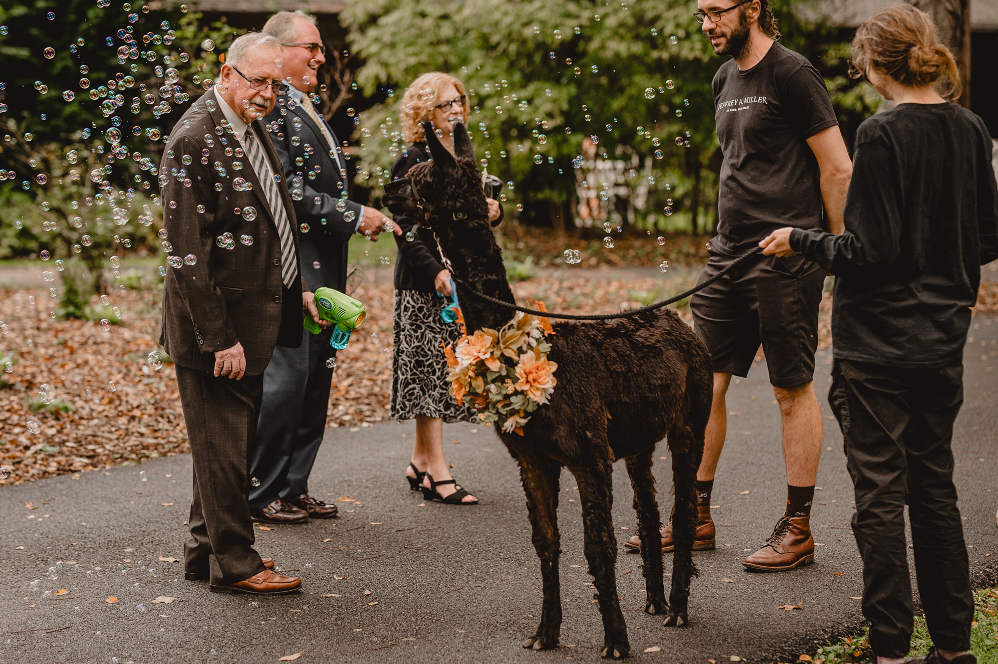 wedding guest look at black alpaca on lawn