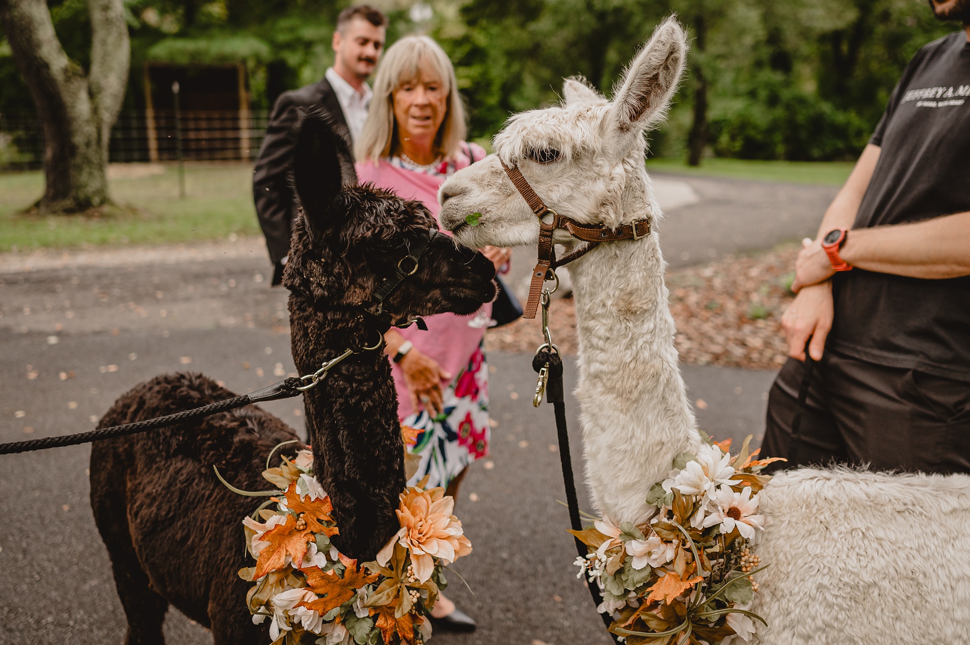 white llama wears floral wreath during wedding cocktail hour 