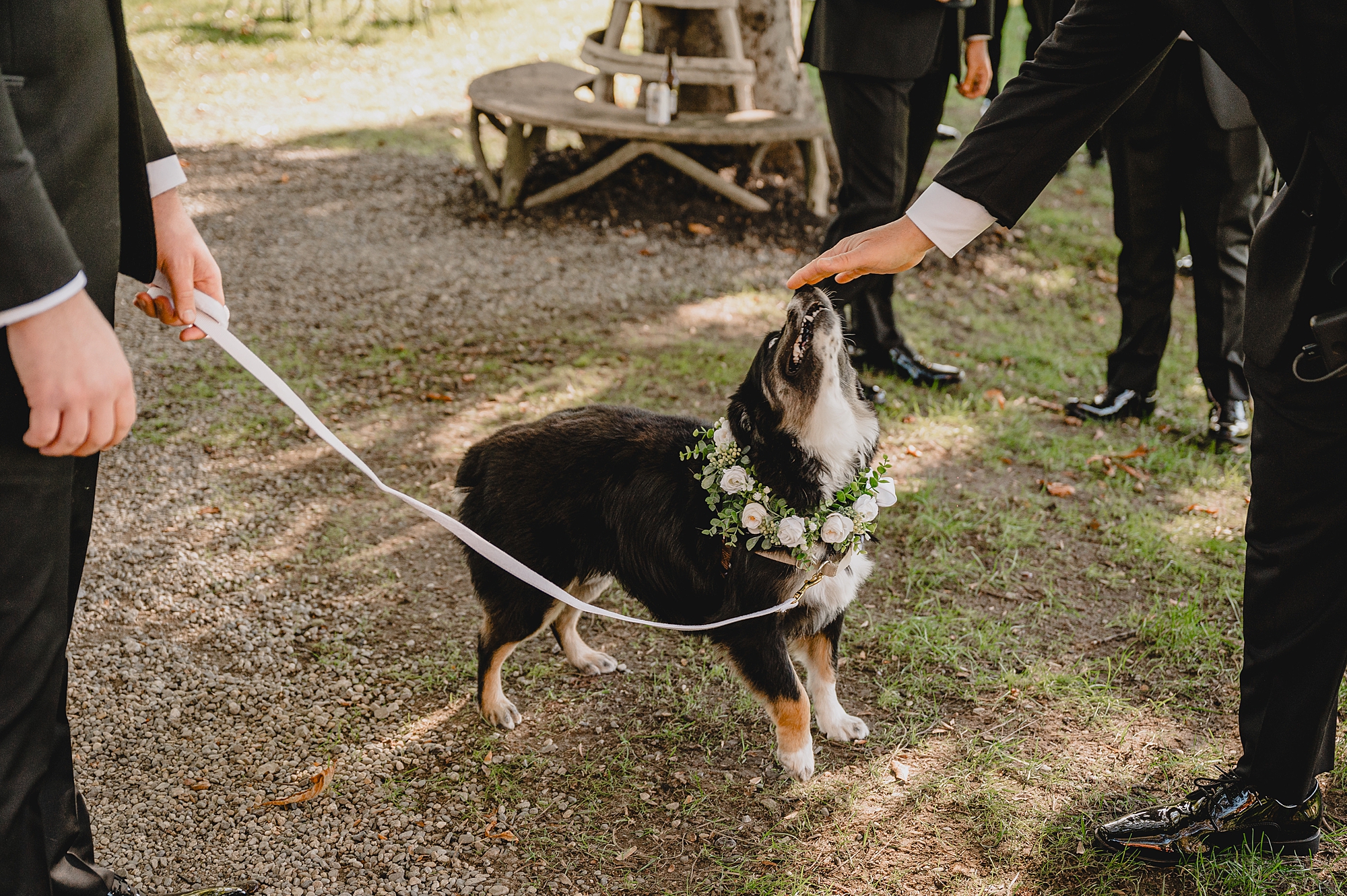 groom reaches to pet dog in flower crown