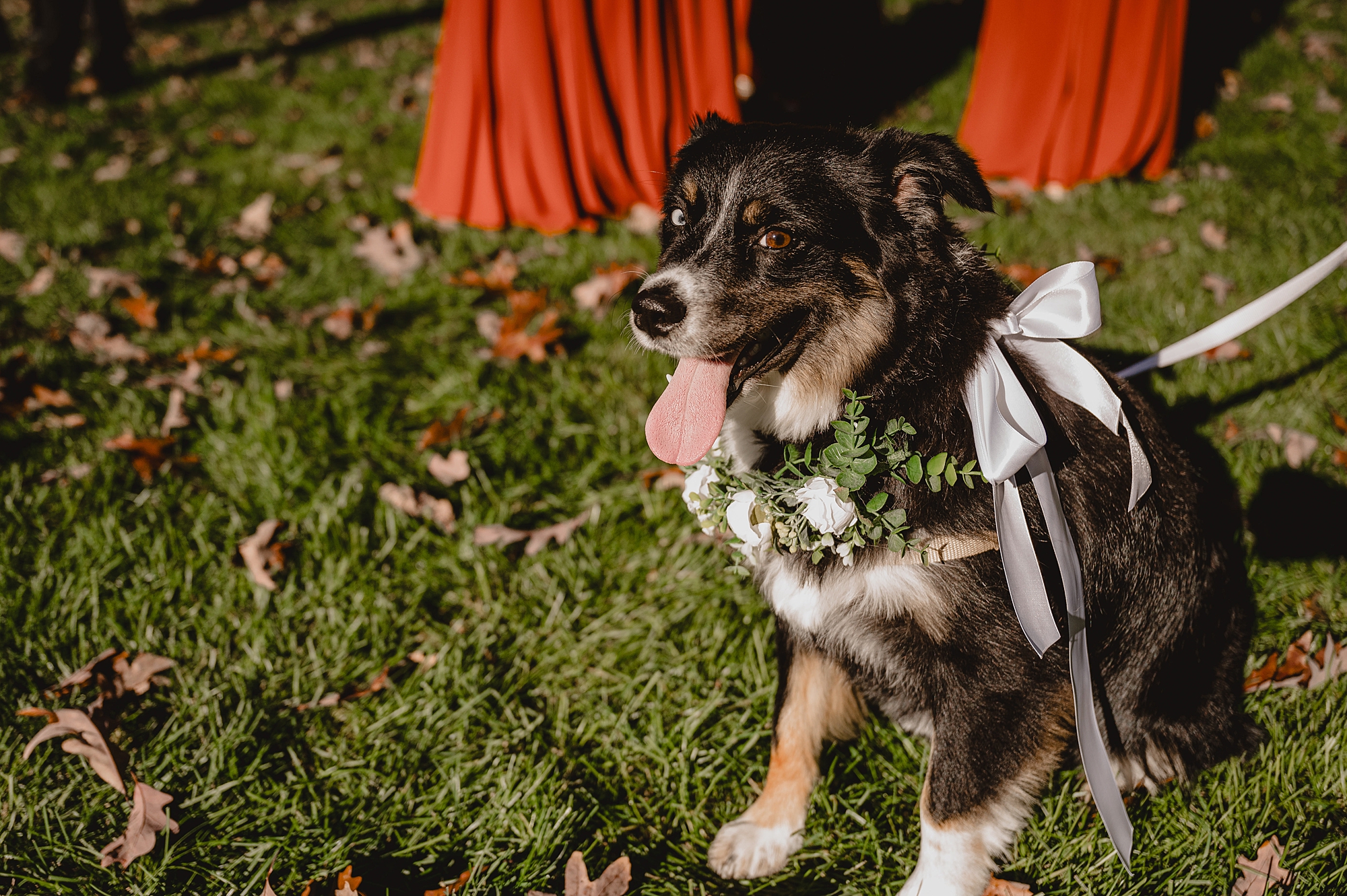 dog sits with flower crown before ceremony at Crossed Keys Estate