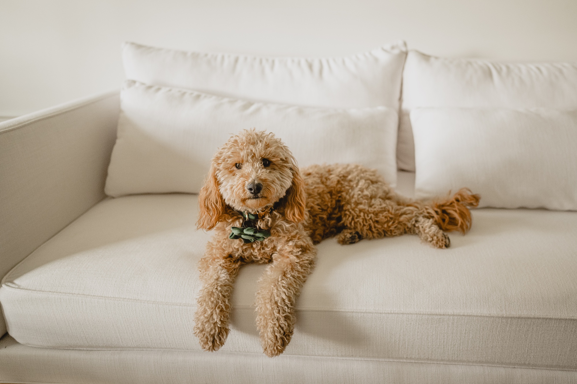 fluffy golden dog lays on white sofa at the Lake House at Canandaigua
