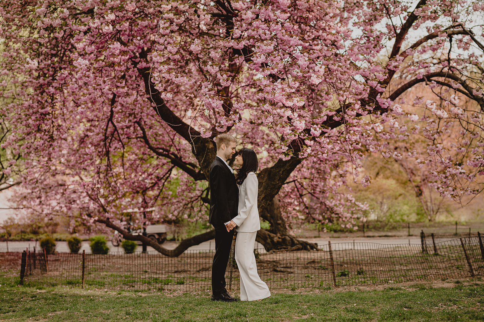 engaged couple hugs under pink cherry blossom tree in NYC