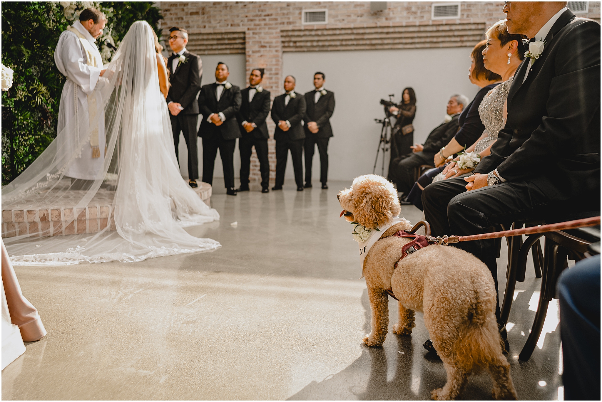 golden doodle watches wedding ceremony in atrium at the Refinery at Perona Farms