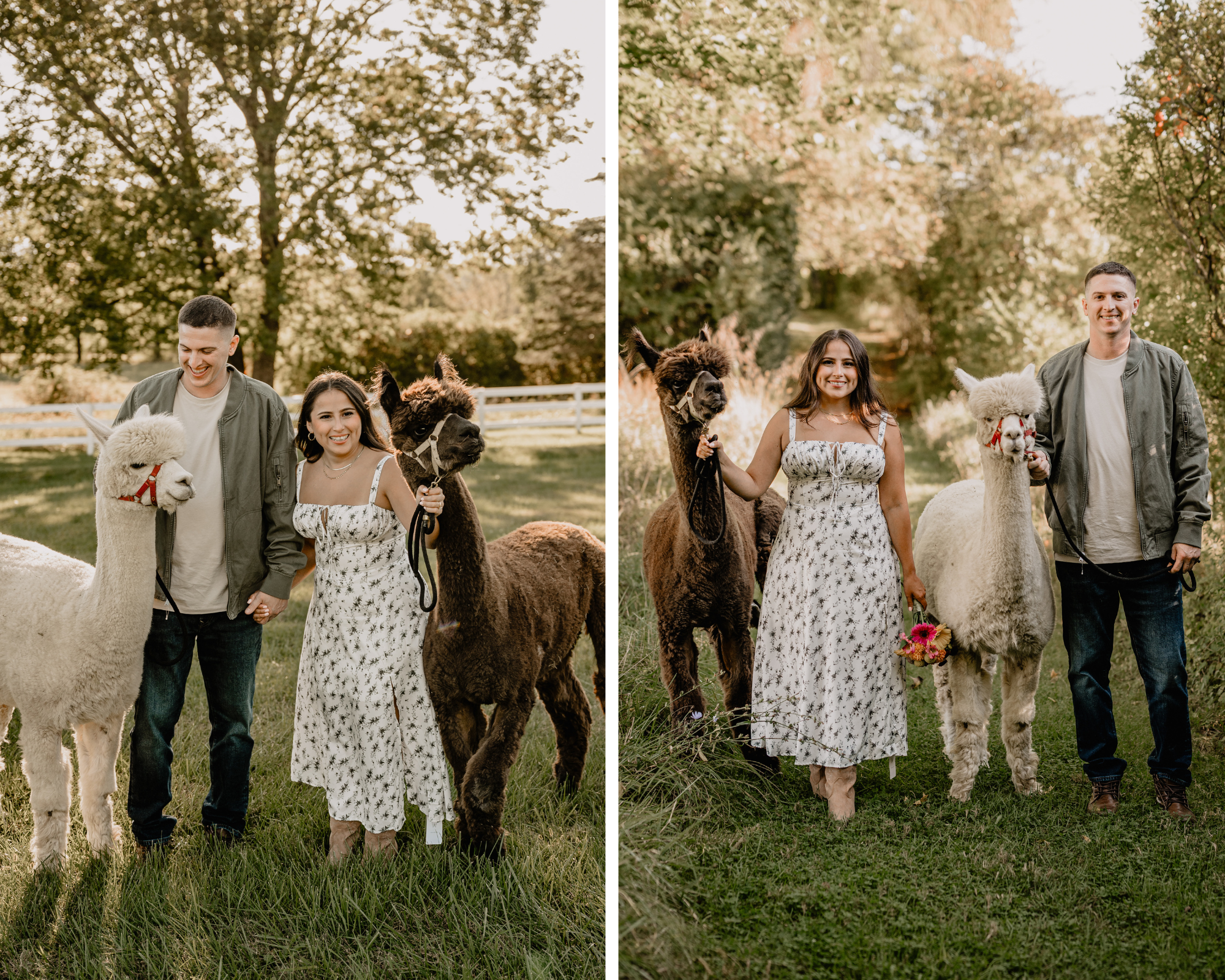 Jennifer and Anthony walking hand-in-hand with their alpacas during their engagement at Blue Bird Alpaca Farm.