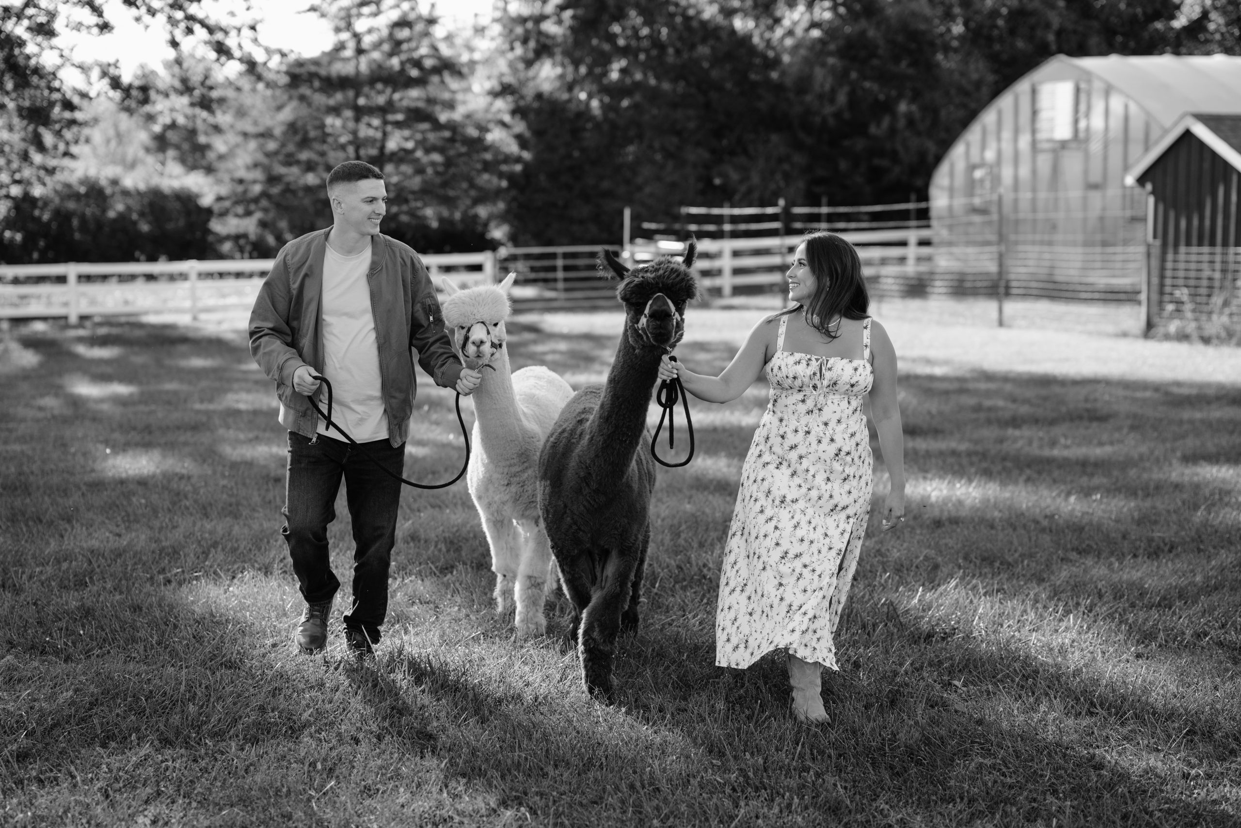 Jennifer and Anthony walking hand-in-hand with their alpacas during their engagement at Blue Bird Alpaca Farm.