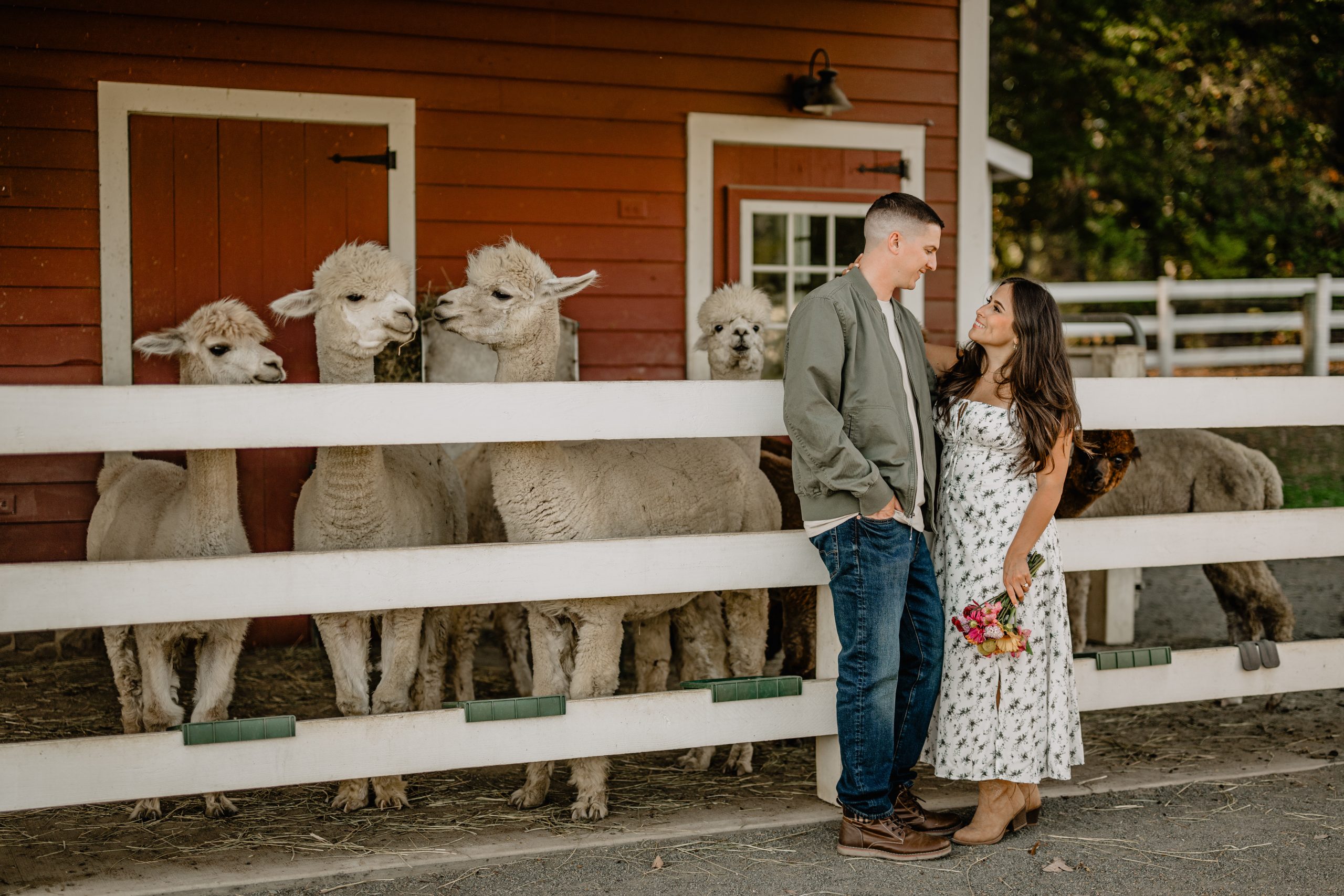Jennifer and Anthony laughing together during their engagement at Blue Bird Alpaca Farm, with alpacas in the background.