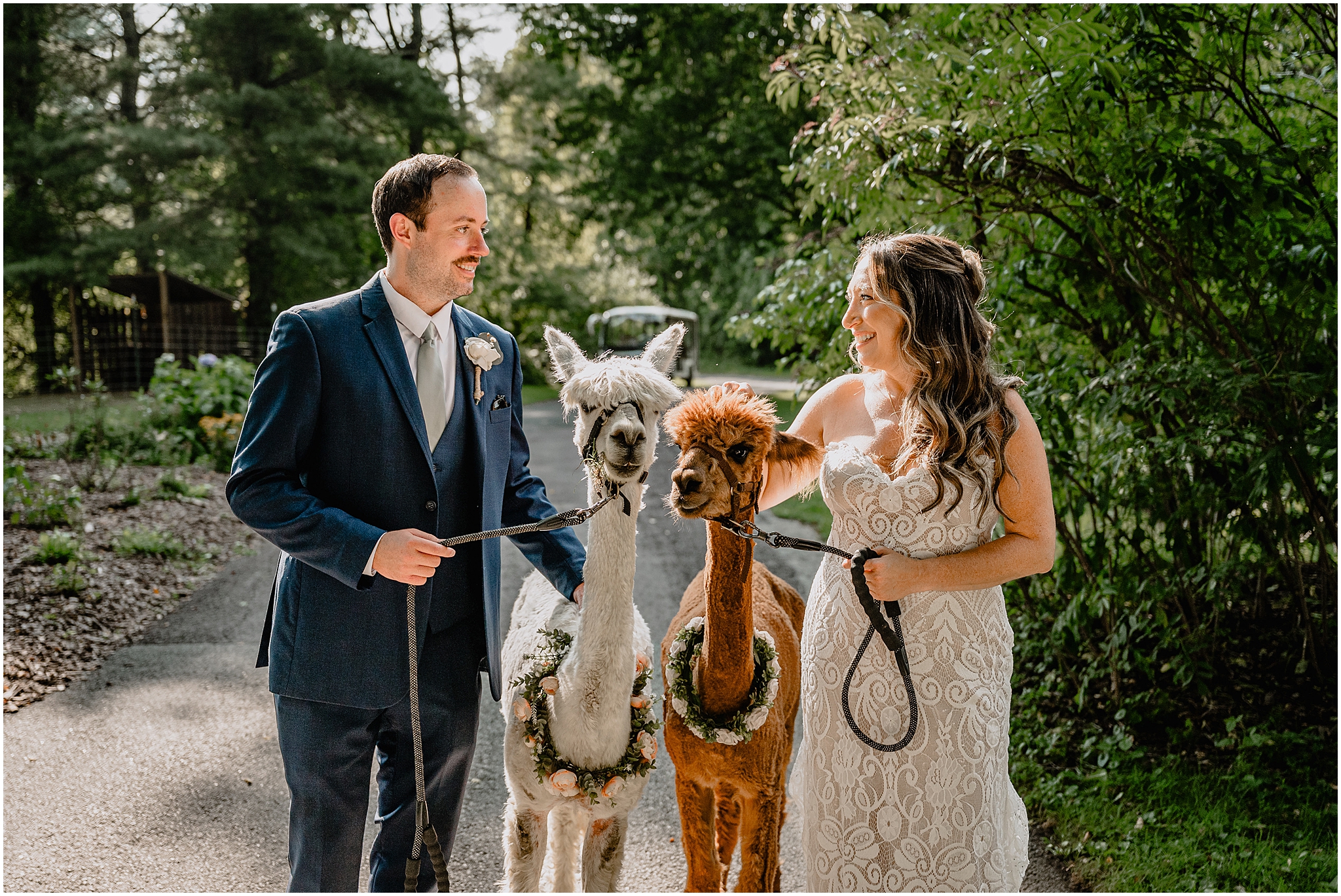 Couple sharing a candid moment with alpacas at their summer wedding at Waterloo Village.